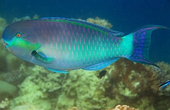 IMG_0487rf_Maldives_Madoogali_House reef_Poisson perroquet